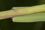 Common oat <BR>Oat